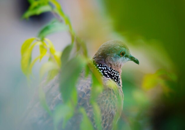 Photo close-up of bird perching on leaf