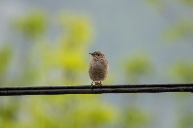 Photo close-up of bird perching on leaf