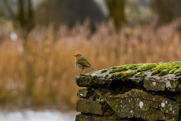 Close-up of bird perching on leaf