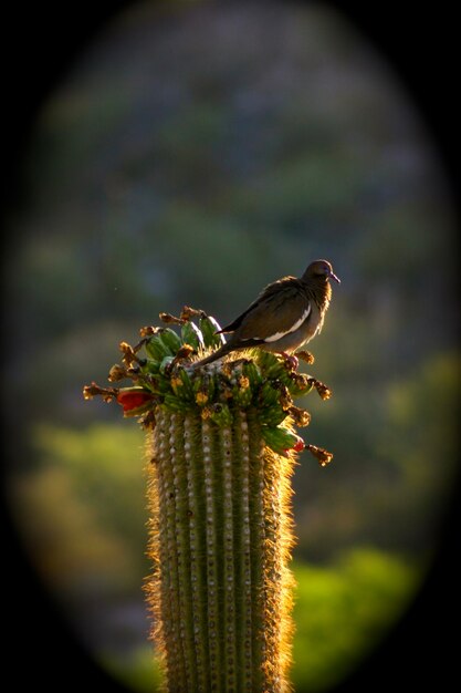 Photo close-up of bird perching on leaf