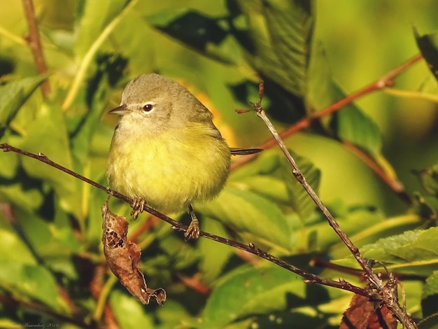 Близкий снимок птицы, сидящей на листе