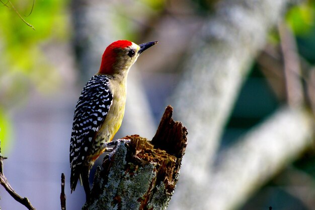 Photo close-up of bird perching on leaf