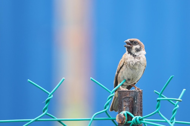 Close-up of bird perching on metal fence against blue sky