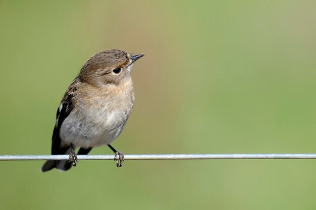 Photo close-up of bird perching on metal wire