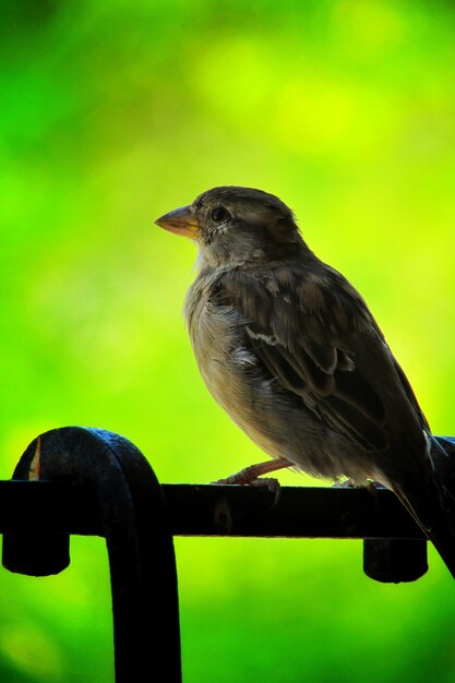 Close-up of bird perching on a metal