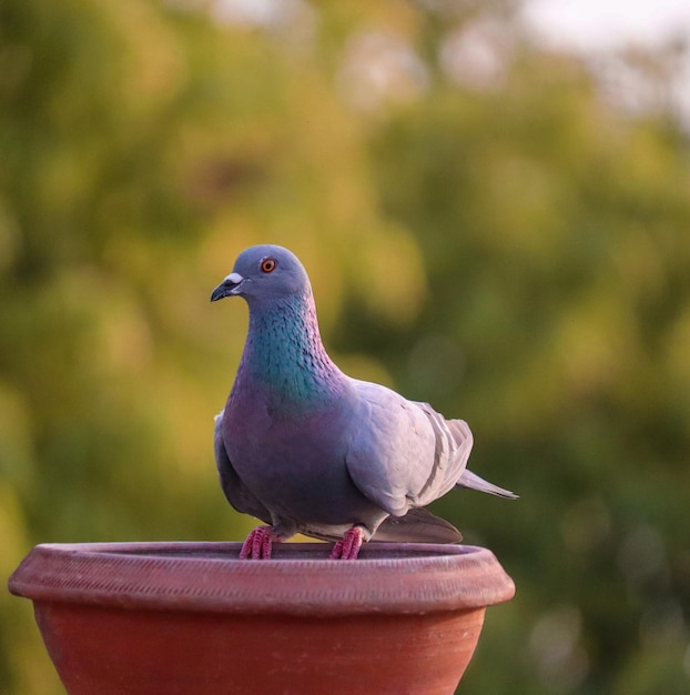 Photo close-up of bird perching on metal