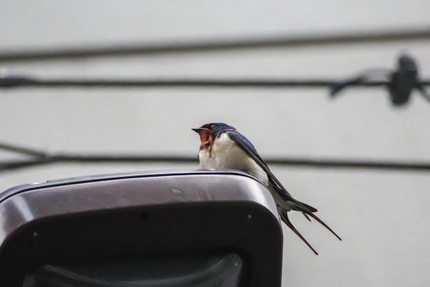 Photo close-up of bird perching on metal