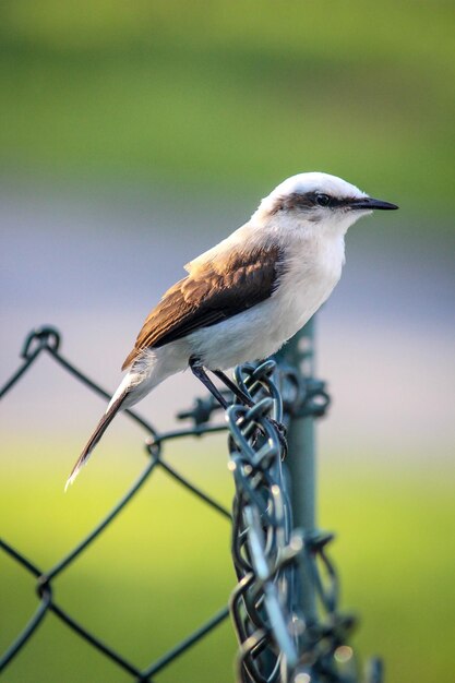 Close-up of bird perching on metal