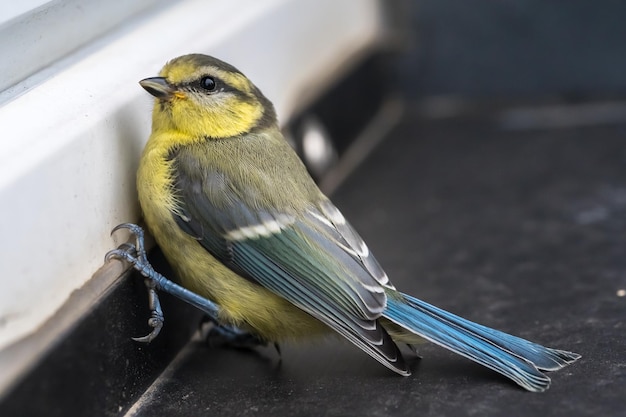 Foto close-up di un uccello appoggiato su un metallo