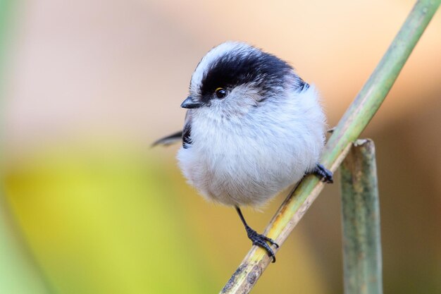 Close-up of bird perching on metal