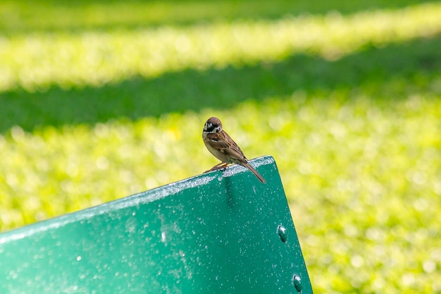 Close-up of bird perching on metal