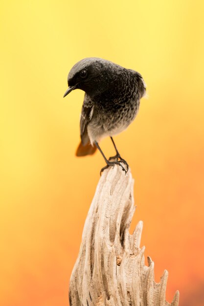 Photo close-up of bird perching on a orange sunset