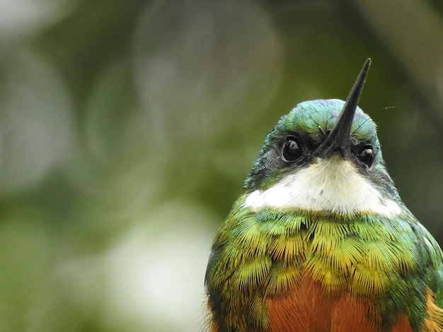 Photo close-up of bird perching outdoors