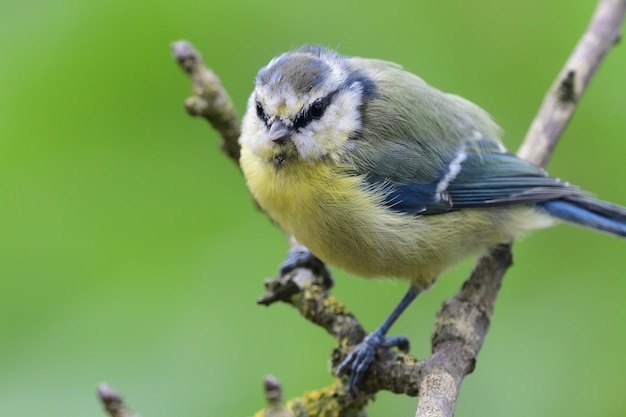 Photo close-up of bird perching outdoors