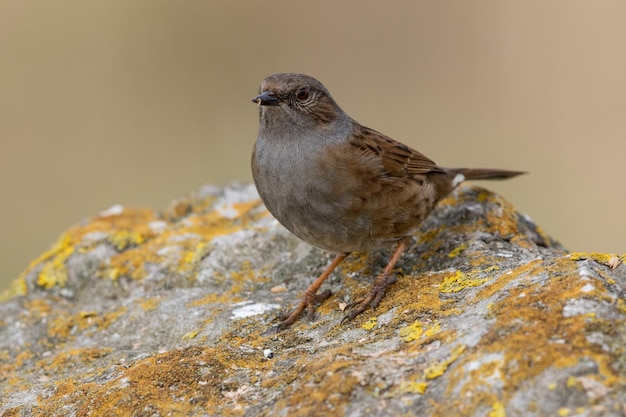 Photo close-up of bird perching outdoors