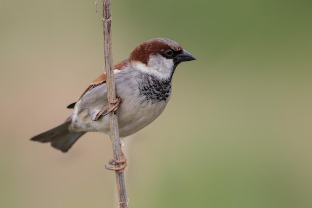 close-up of bird perching outdoors