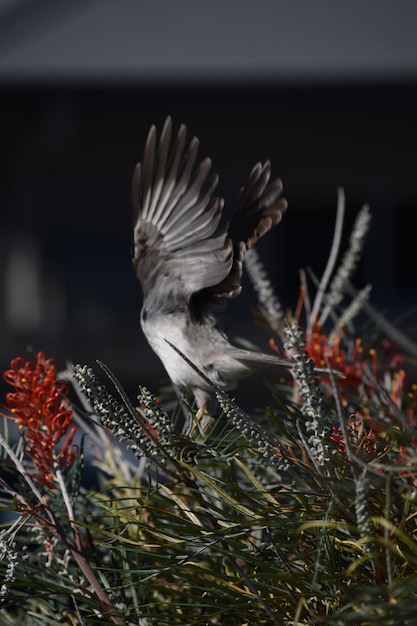 Foto close-up di un uccello appoggiato all'aperto