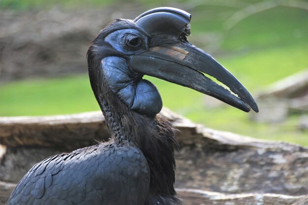 Photo close-up of bird perching outdoors