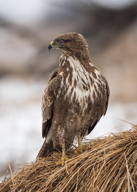 外で座っている鳥のクローズアップ