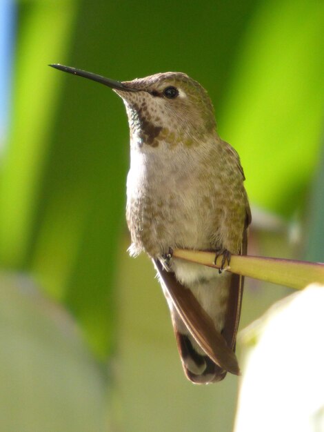 Close-up of bird perching outdoors