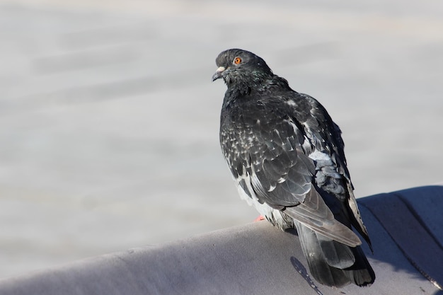 外で座っている鳥のクローズアップ