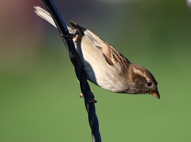 Photo close-up of bird perching outdoors