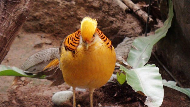 Foto close-up di un uccello appoggiato all'aperto