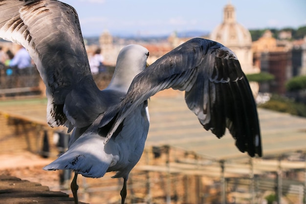 Close-up of bird perching outdoors