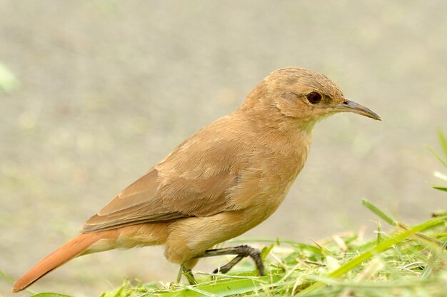 Foto prossimo piano di un uccello appollaiato all'aperto