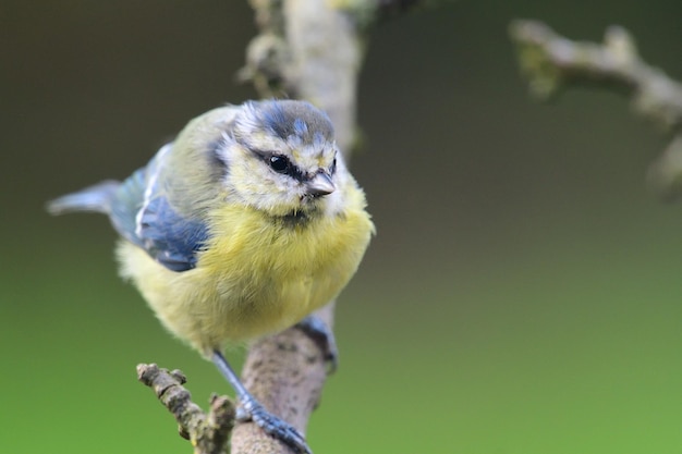 外で座っている鳥のクローズアップ