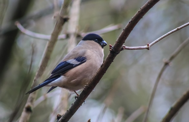 外で座っている鳥のクローズアップ