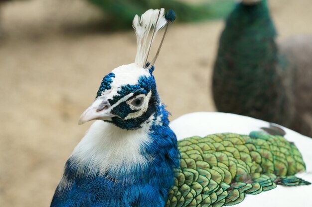 Photo close-up of bird perching outdoors