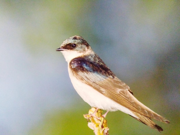 Foto close-up di un uccello appoggiato all'aperto