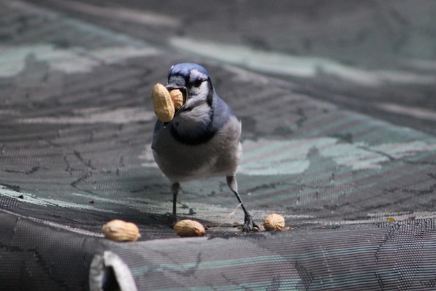 Photo close-up of bird perching outdoors