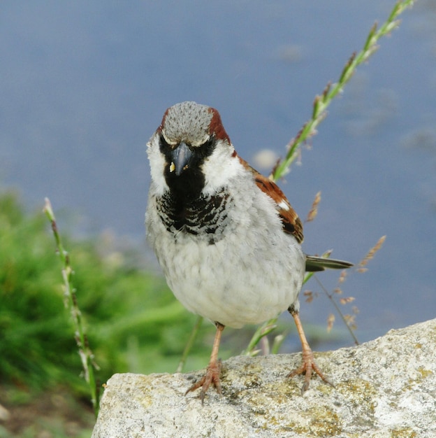 Photo close-up of bird perching outdoors