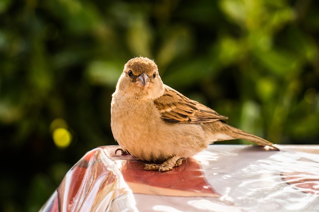 Photo close-up of bird perching outdoors