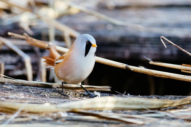 Photo close-up of bird perching outdoors