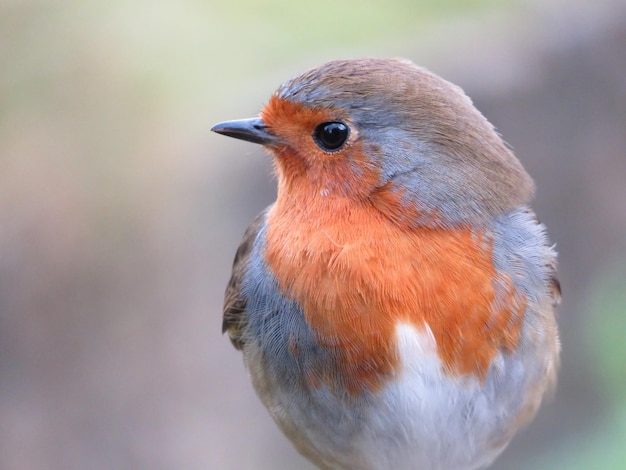 外で座っている鳥のクローズアップ