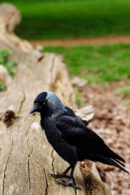 外で座っている鳥のクローズアップ
