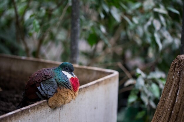 Close-up of bird perching outdoors