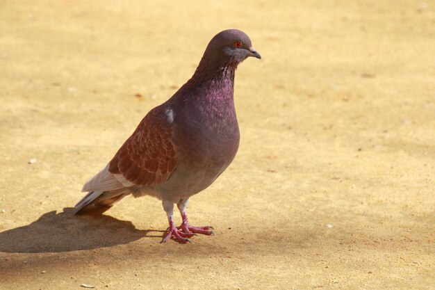 Close-up of bird perching outdoors