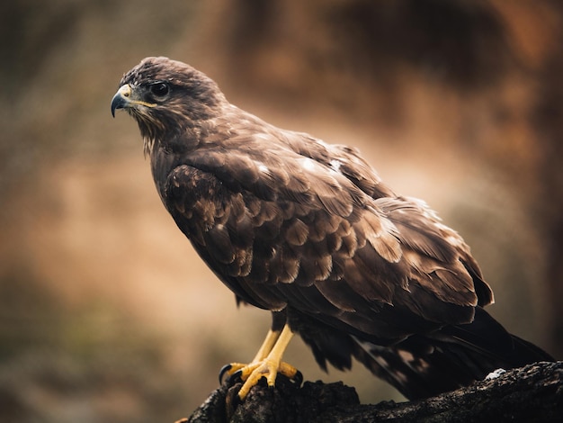 外で座っている鳥のクローズアップ