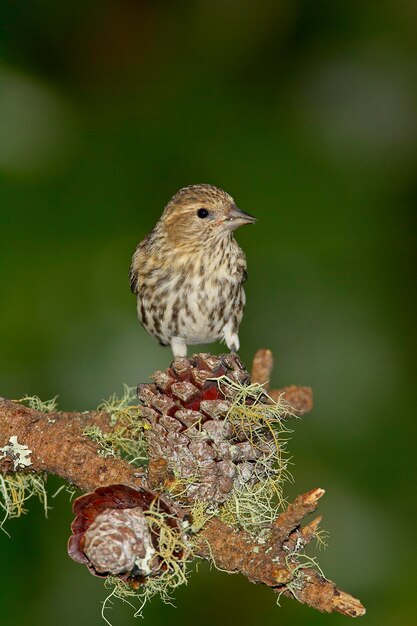 Photo close-up of bird perching outdoors