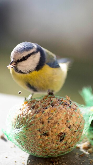 外で座っている鳥のクローズアップ