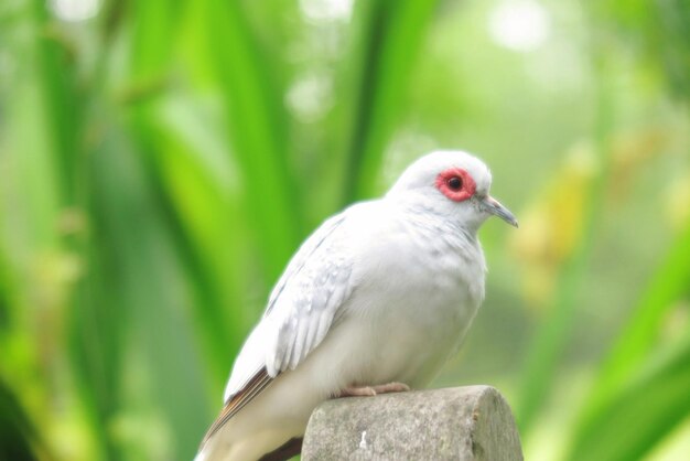 Photo close-up of bird perching outdoors