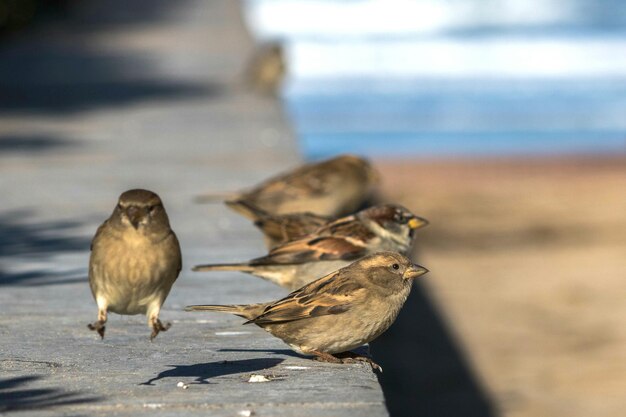 外で座っている鳥のクローズアップ