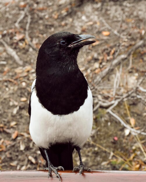 Photo close-up of bird perching outdoors