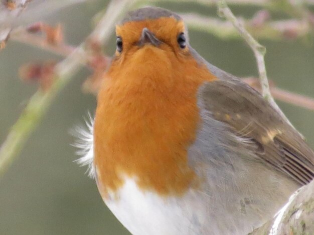 Foto close-up di un uccello appoggiato all'aperto