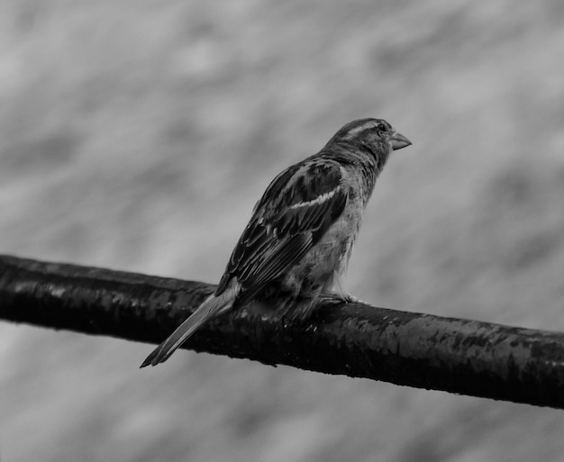 Photo close-up of bird perching outdoors