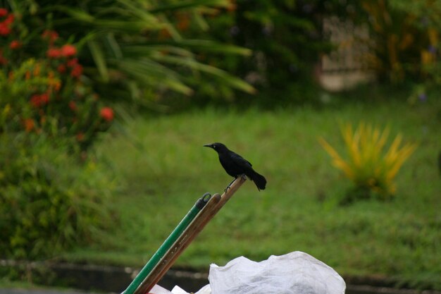 Photo close-up of bird perching outdoors